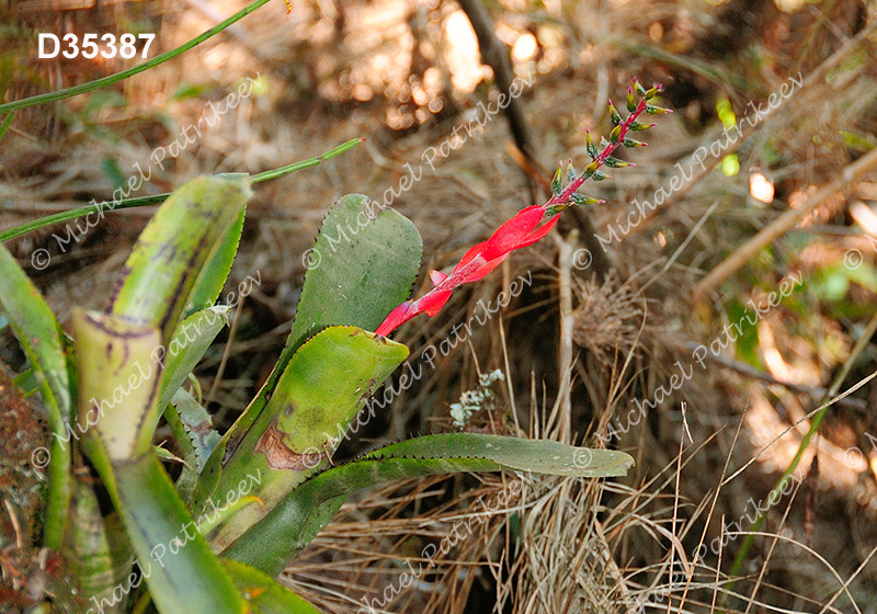 Aechmea nudicaulis (Bromeliaceae)